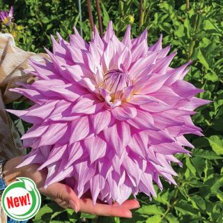 Sir Alf Ramsay Dahlia Thumbnail